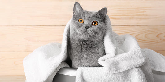 Cat Cleanliness Facts to Brush Up On