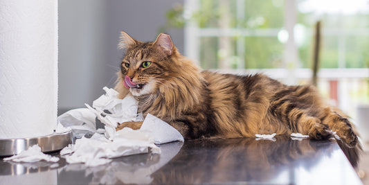Common Cat Behavior Issues to Watch out for by Sandy Robins