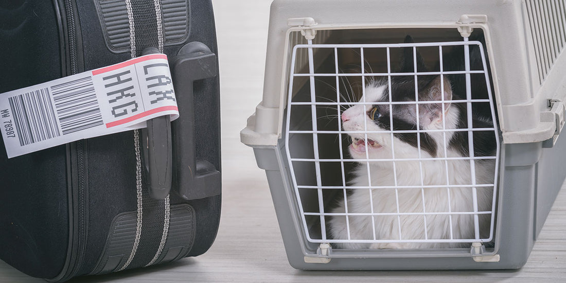 Traveling On a Plane with Your Cat