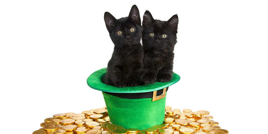 How To Dress Your Cat Up For Saint Patrick’s Day