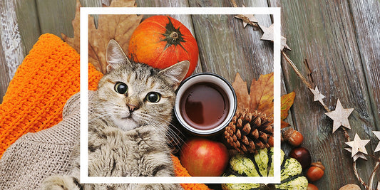 Cute and Funny Ways to Take Pictures of Your Cat This Thanksgiving