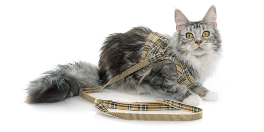 How To Leash Train Your Feline Friend