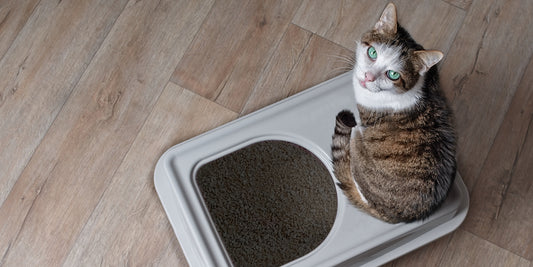 Weird But True Cat Poop Facts