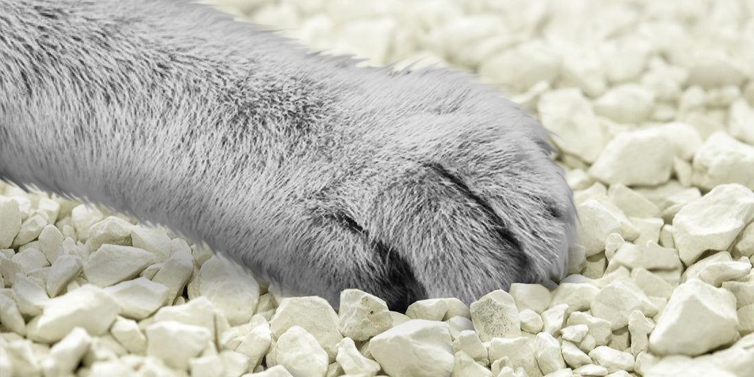 What You Need to Know About Non-Clumping Cat Litter