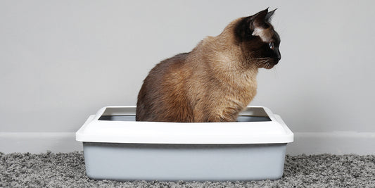 What You Need to Know About Cat Poop
