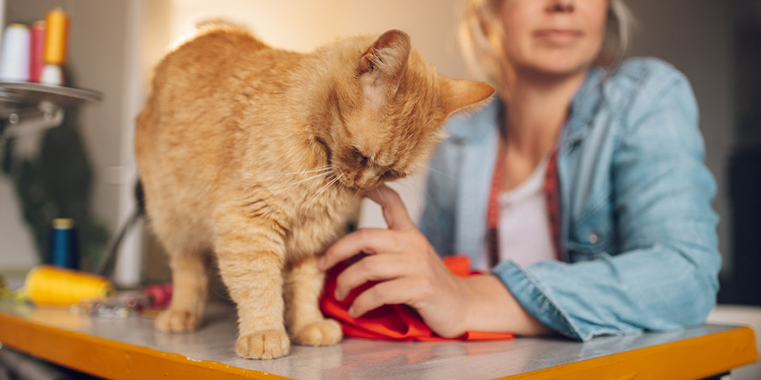 Cat Costume Ideas for This Halloween