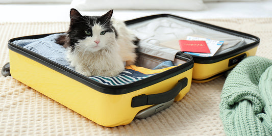 A Handy Checklist for Flying with Your Pets