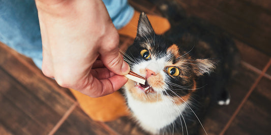 Make Your Own Spooky Cat Treats at Home This Halloween