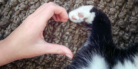 The Purrfect Way To Spend Valentine's Day With Your Cat
