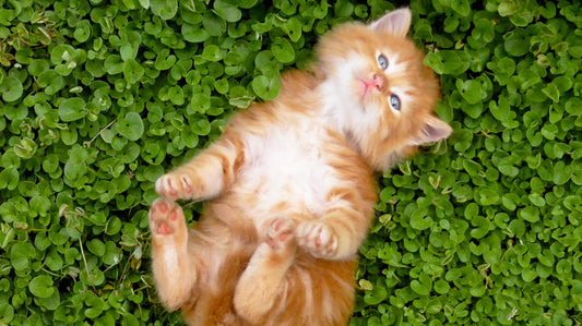 Natural Cat Litter Solution for happy cats