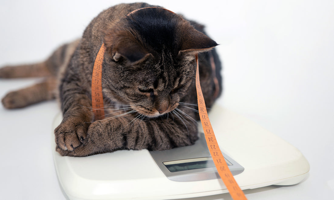 Packing on the Pounds: The Feline 5