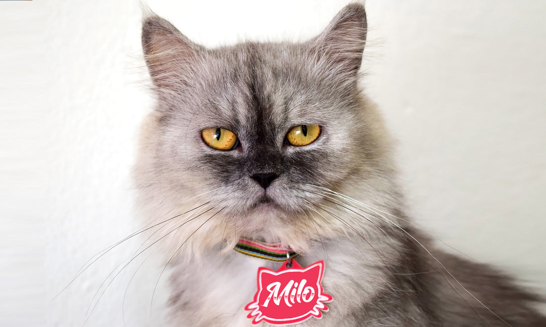 How to Be A Cat Naming Expert