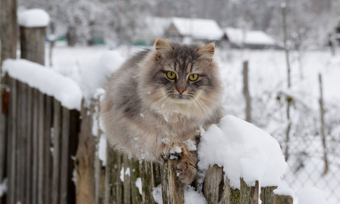 How to Treat Cat Dry Skin in the Winter and Beyond