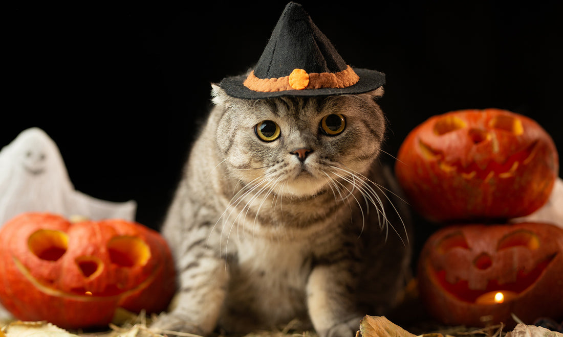 Spooky Kitty Costumes and Cat Poop Dessert