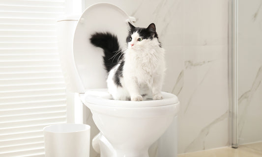 The Secret to Improving Your Cat’s Bathroom Tendencies