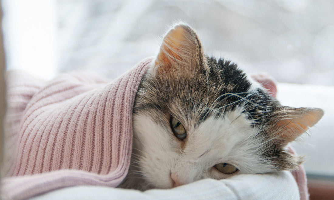 Common Cat Diseases 101