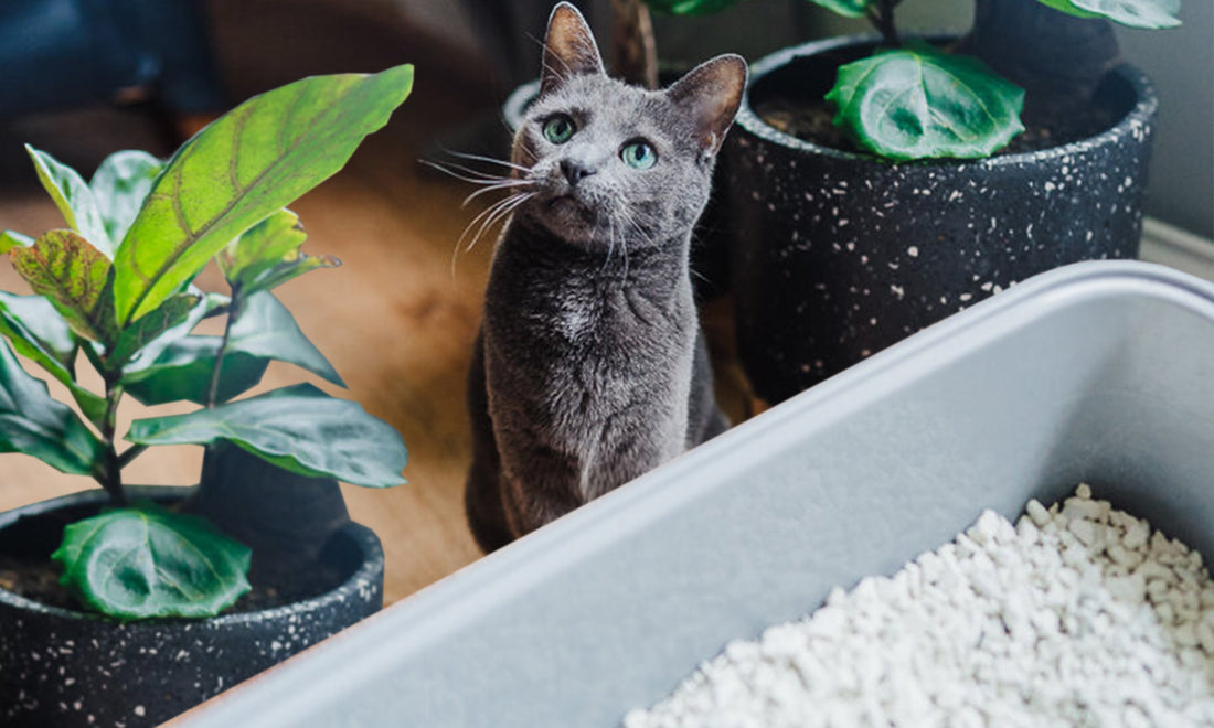 Is All-Natural Cat Litter as Natural as They Claim?
