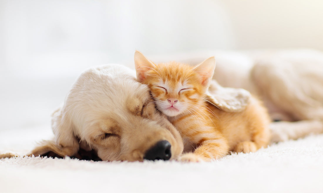 Is Cat Litter Toxic to Dogs? Here’s What to Do if Your Pup Takes a Bite or Two