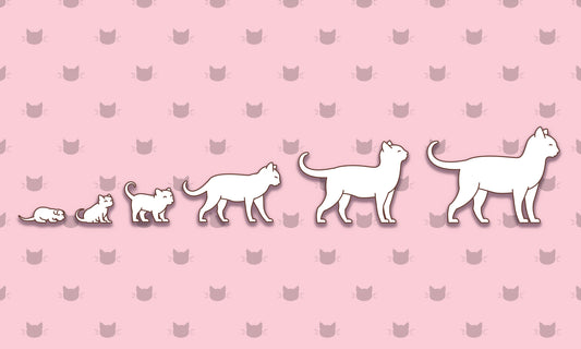 When Do Cats Stop Growing?