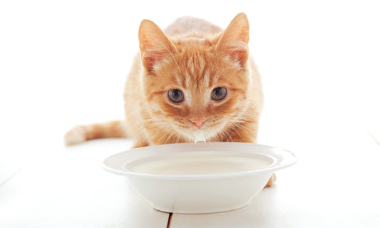 Can Cats Drink Milk