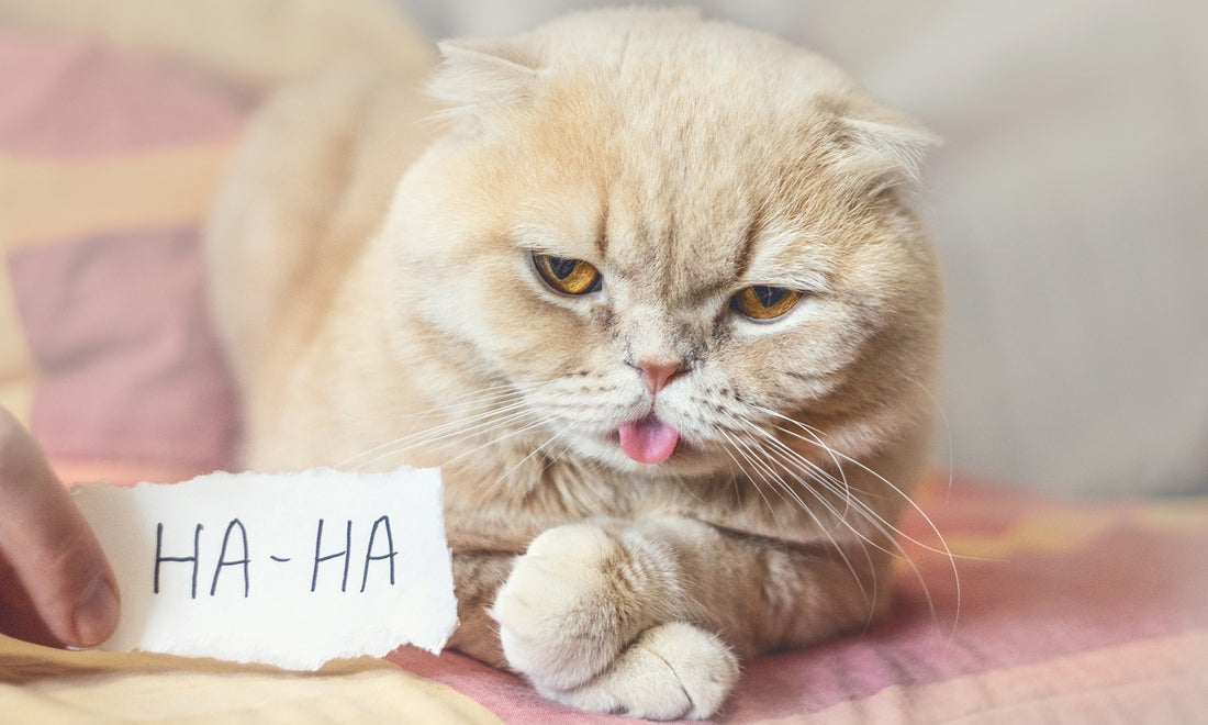 The Funniest Things Cat Do: Cat Zoomies, Pranks and More