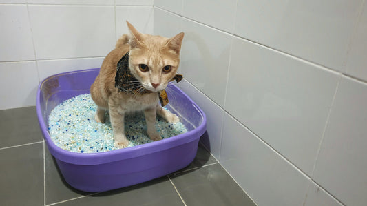 Silica Cat Litter vs. Clay Cat Litter vs. Skoon Cat Litter