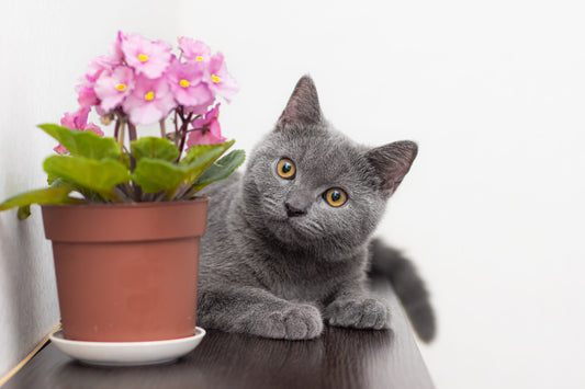 Skoon: One Giant Leap for Mankind: Eco And Friendly Cat Litter