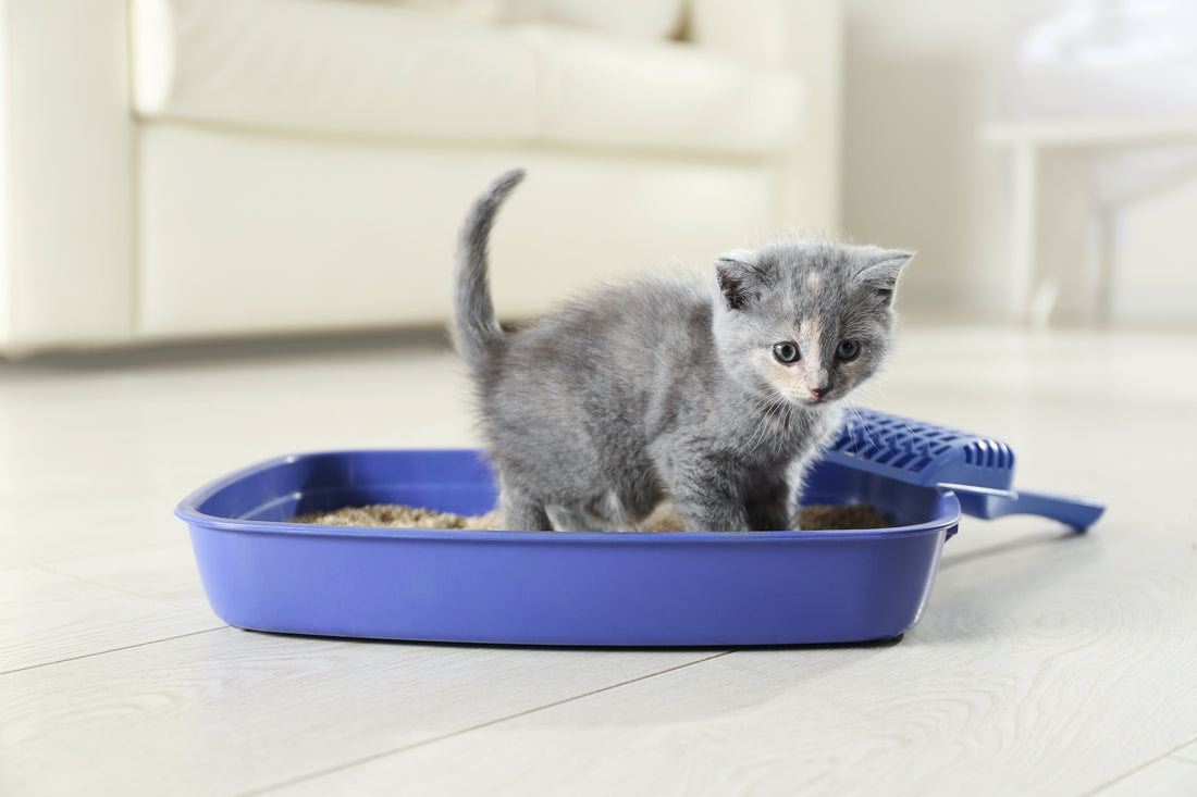 Natural odor control litter with kitten