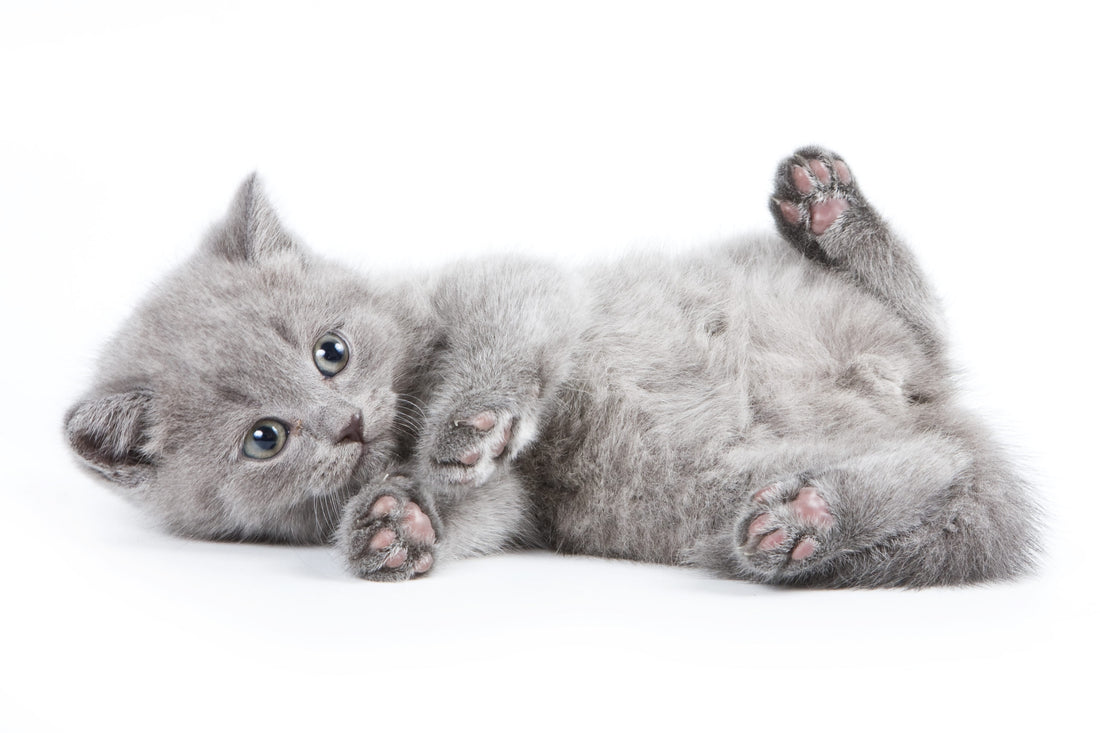Hypoallergenic Kitty litter for happy kitties