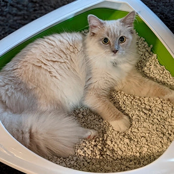 CatsLoveSkoon-shel.jpeg__PID:834f9389-7a48-4336-a5f4-1d7d28bfa888