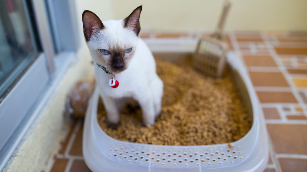 Nothing’s Scarier than Terrible Cat Litter Masked as Healthy Kitty Litter