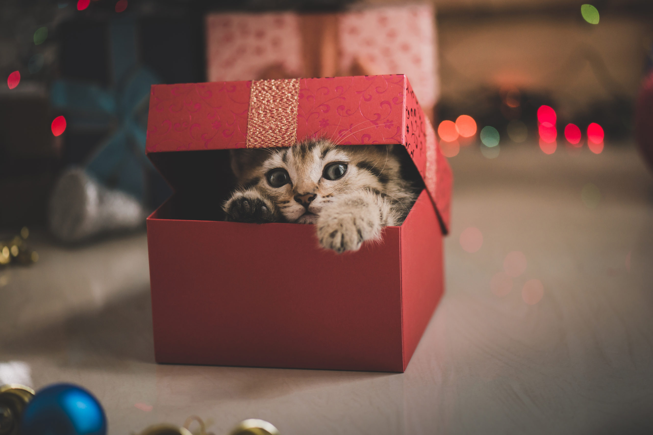 How to Treat Your Cat this Holiday Season with Skoon Cat Litter