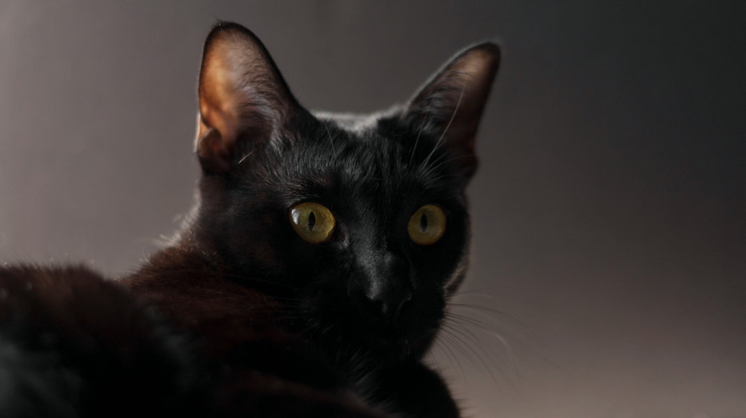 Skoon Cat Litter Is Here For This Spooky Black Cat Season