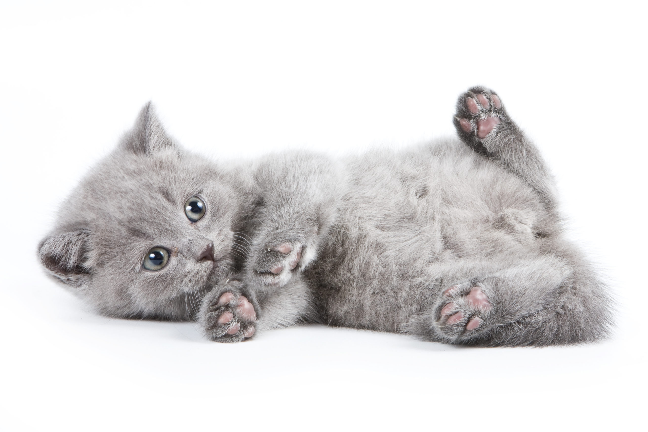 Hypoallergenic Kitty litter for happy kitties | Skoon Cat Litter