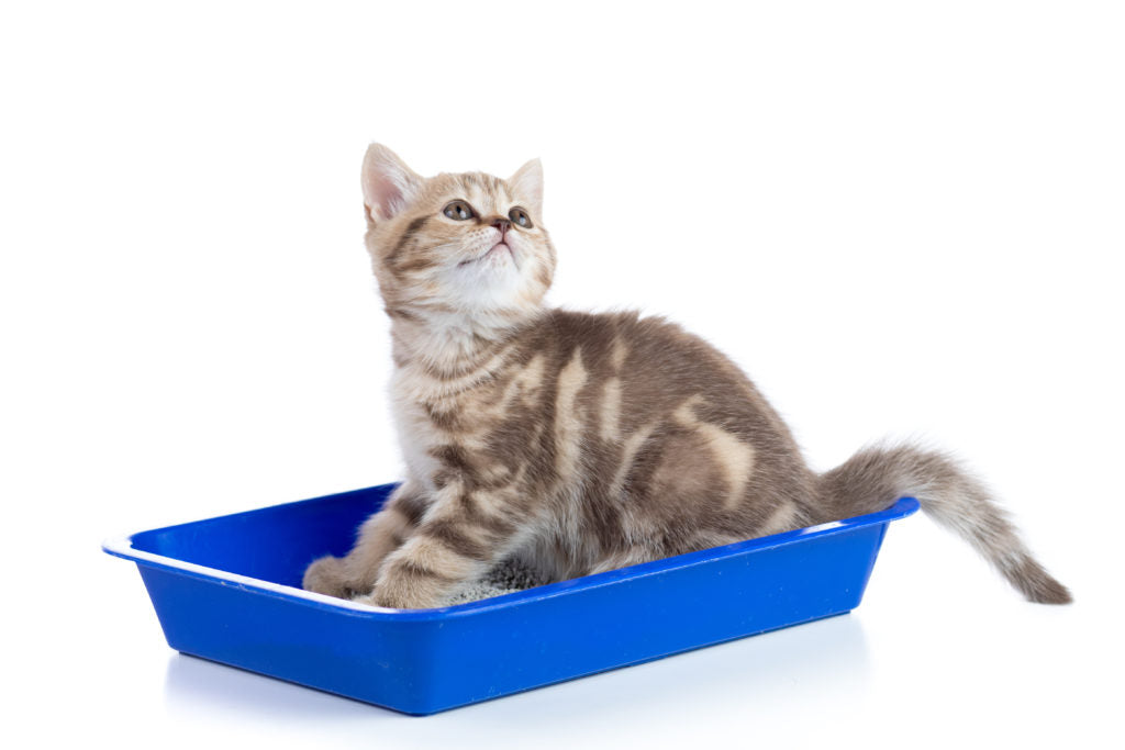 Love your cat with the best, hypoallergenic kitty litter Skoon Cat Litter