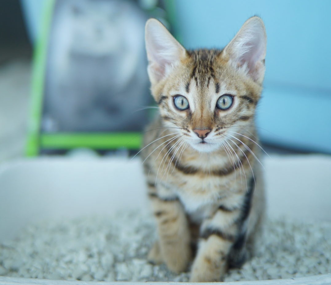 Best Cat Litter for a Single Cat or kitten in a litter box
