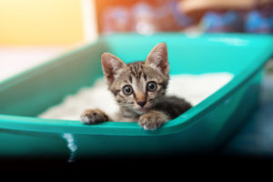 The Best Cat Litter for a Single-Cat Home