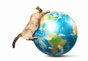 Eco-Friendly Cat Litter for Earth Day