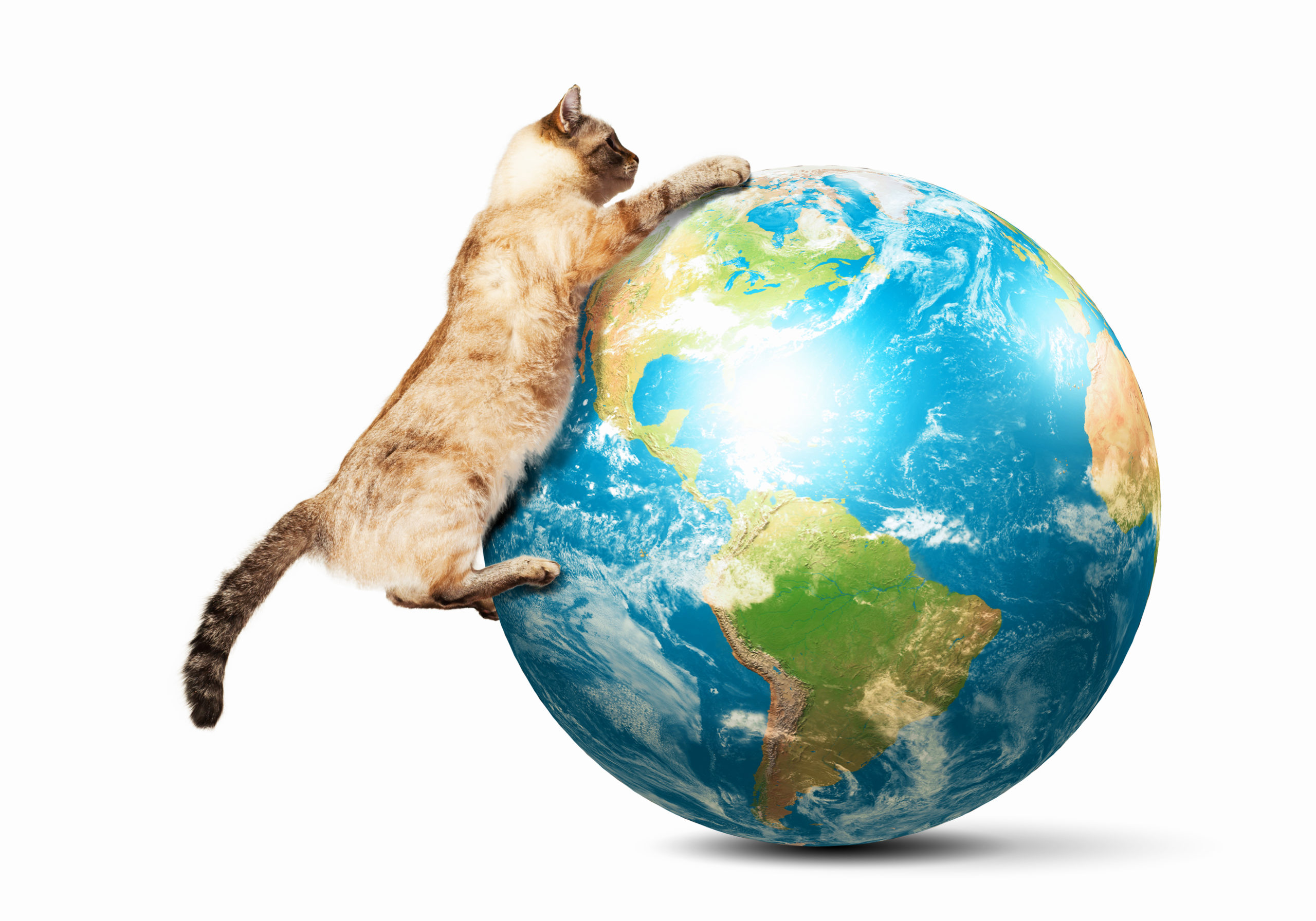 Eco-Friendly Cat Litter for Earth Day