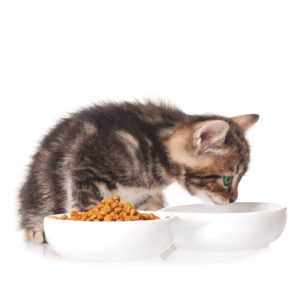 Food and Water Bowls | Skoon Cat Litter