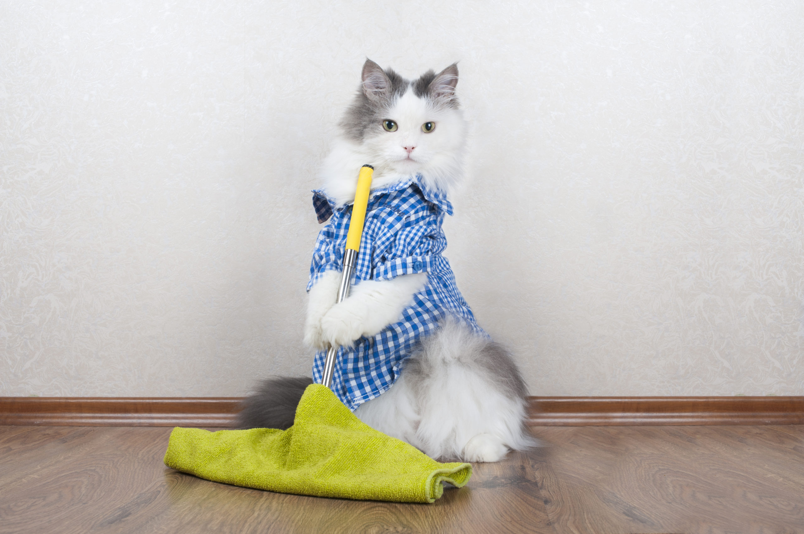 Make spring cleaning easier with Skoon - Floors and Bedding | Skoon Cat Litter