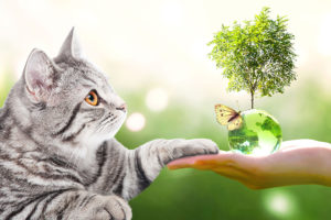 It's eco-friendly | Skoon Cat Litter