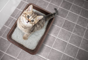 Clay Cat Litter May Cause Intestinal Blockage when Digested | Skoon Cat Litter