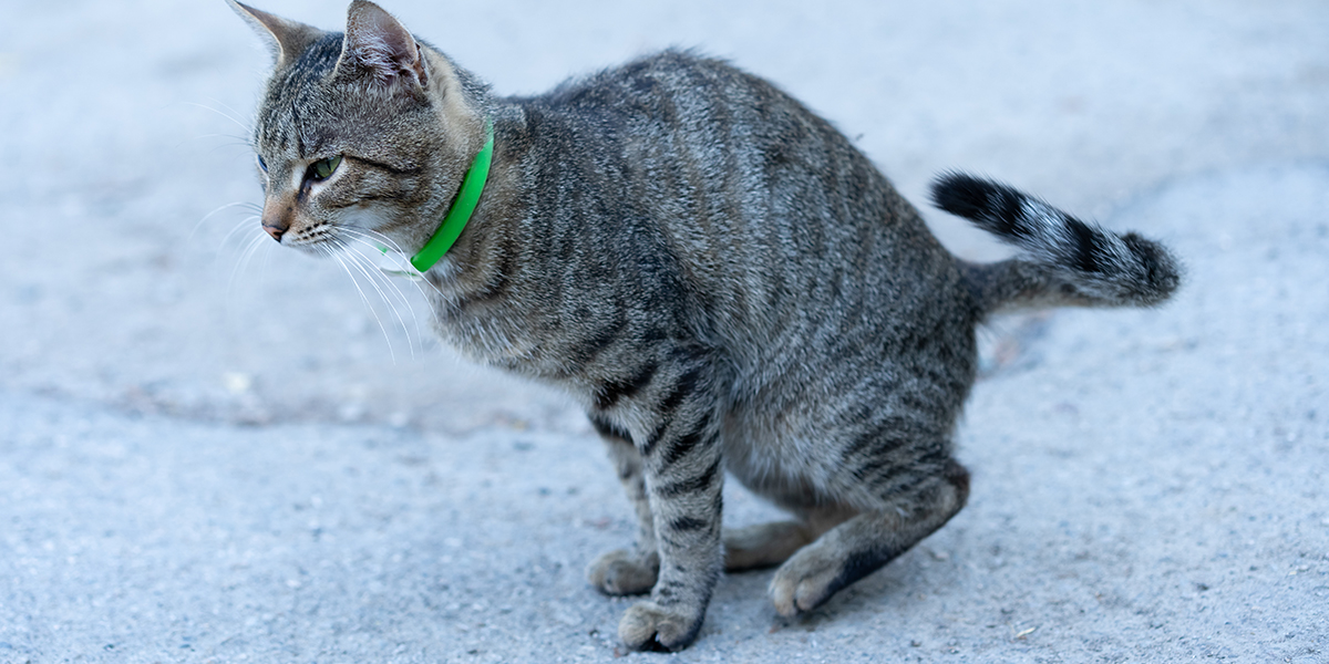 Cat pooping everywhere but litter clearance box