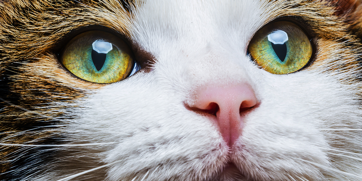 Can Cats See Color?