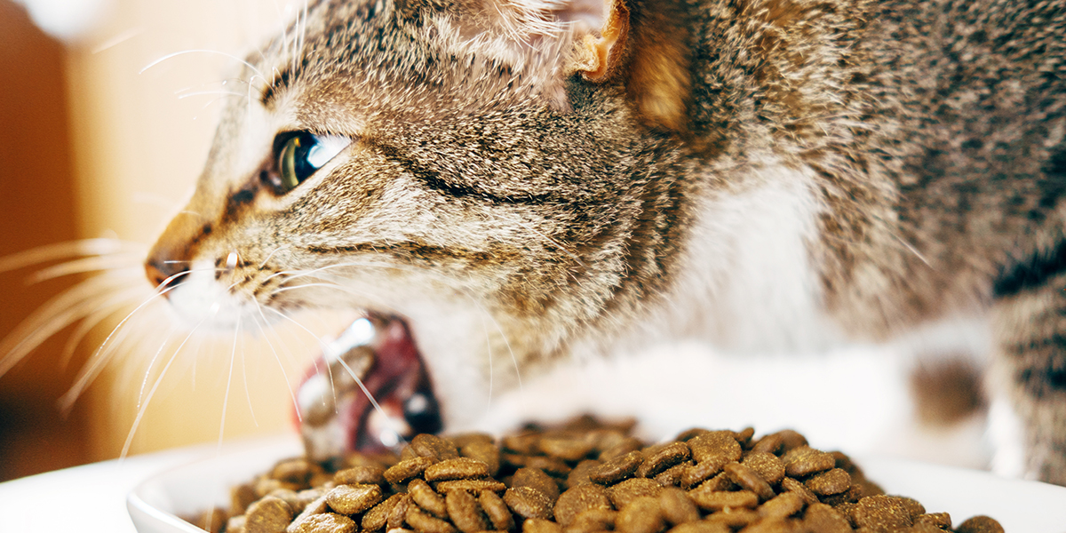 What to Know About Sensitive Stomach Cat Food Skoon Cat Litter