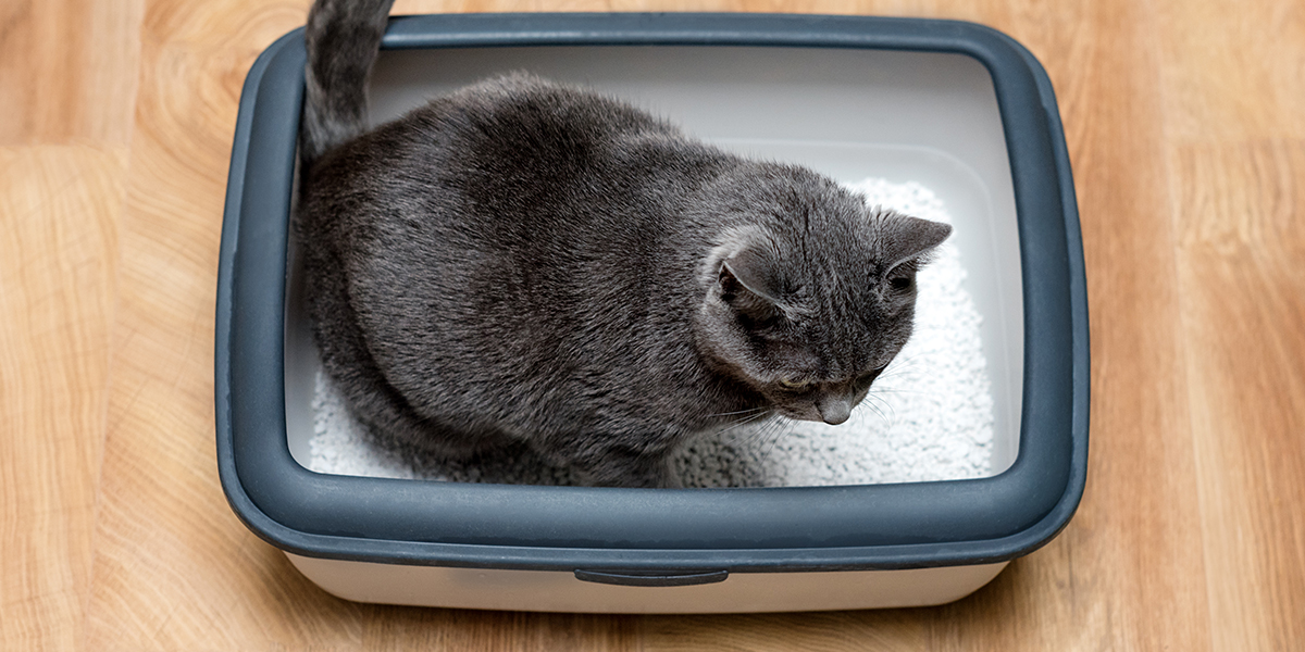 What Your Cat’s Poop Color, Shape, and Texture Tells You