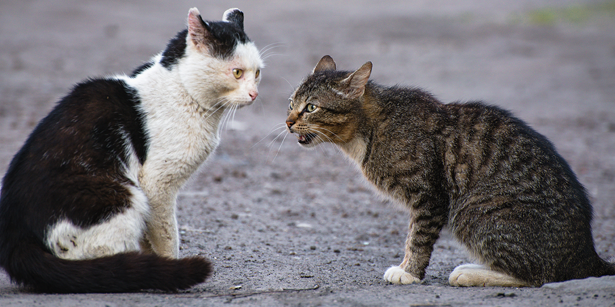 Can Cats Talk to Each Other?