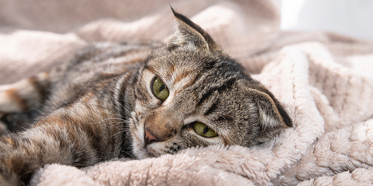 Why Cats Poop … Anywhere But Their Litter Box
