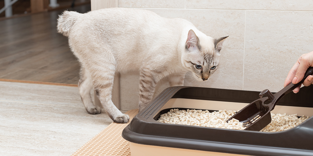 Benefits of 2025 non clumping litter